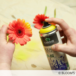 Aqua Colour BIO DME Sprays OASIS® 400ML