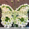 Papillon OASIS® BIOLINE® fleurie en fleurs fraiches